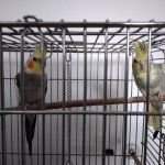 phoca_thumb_m_krteci a zvtka 18 Fotogalerie